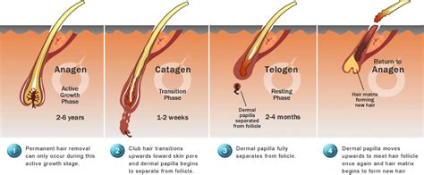 Understanding Hair Growth Stages - Capillus