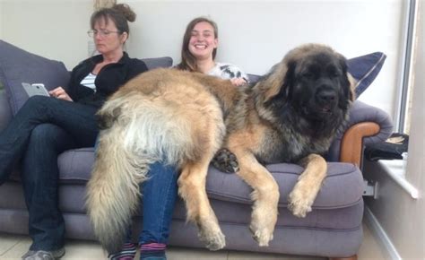 Leonberger dog weighing 11st draws crowds for sausage-eating skills ...