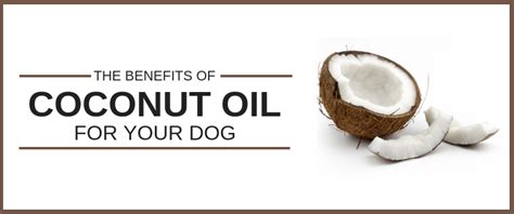 Coconut Oil for Dogs - The Ultimate Guide 2022 - SitStay