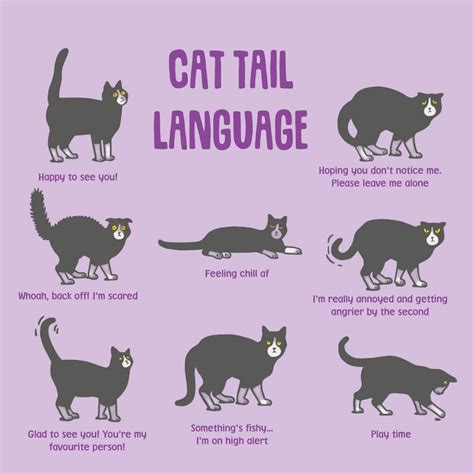 What your cats tail tells yoj | Cat language, Cat tail language, Cat tail