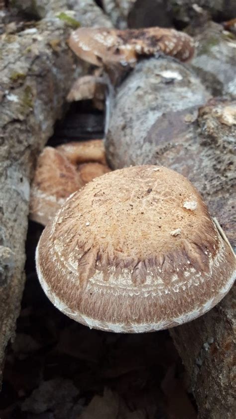 Mushroom Log Inoculation Workshop - Catskill Forest Association