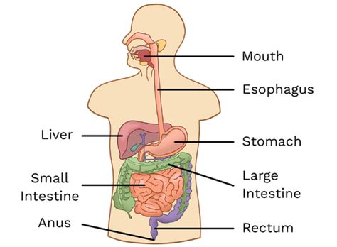 Digestive System - Labster