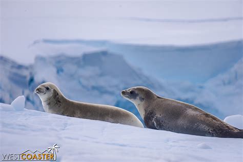 Albert's Antarctica Adventure: Orne Harbor — Restcoaster