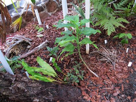 "Native Hawaiian Fern Garden" | Most native Hawaiian ferns a… | Flickr