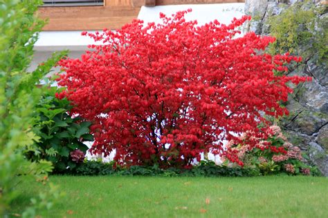 Euonymus Alatus in south tirol with red leaves Flügel-Spindelstrauch in Südtirol im Herbst ...