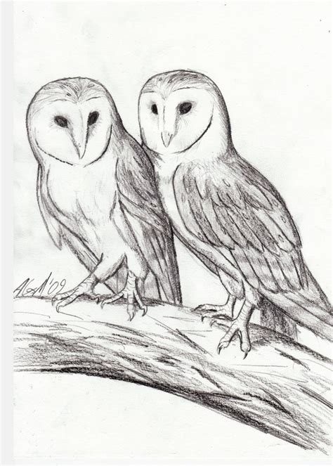 Two barn owls perched on tree branch | Chouette effraie, Dessin, Chouette