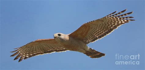 Red-Shouldered Hawk Flying Photograph by Carol Groenen