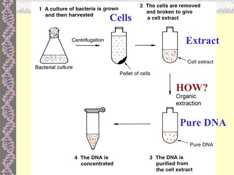 Diagram Of Dna Extraction