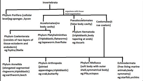 Flow Chart Of Invertebrates In The Kingdom Animalia - Chart Walls