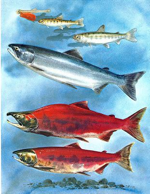 Sockeye Salmon — Nooksack Salmon Enhancement Association