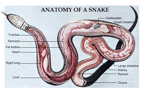 Snake External Anatomy