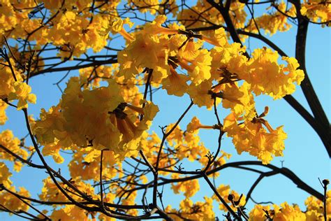 Tabebuia Flowers Free Stock Photo - Public Domain Pictures