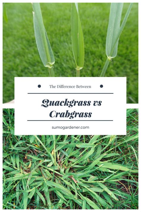 Quackgrass vs Crabgrass: The Difference Between and How To Identify