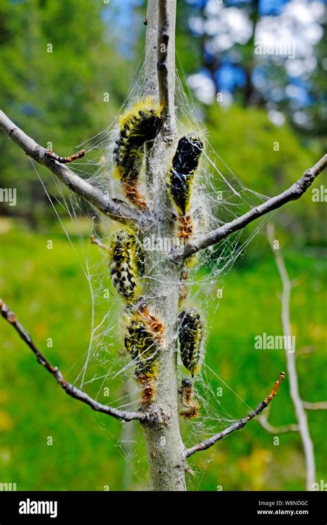 Caterpillar cocoon tree hi-res stock photography and images - Alamy