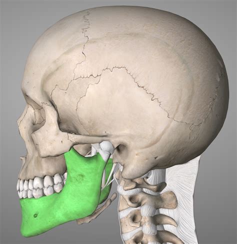 Pterion Skull Related Keywords & Suggestions - Pterion Skull - DaftSex HD