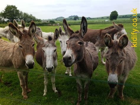 kidify.co.uk | Island Farm Donkey Sanctuary