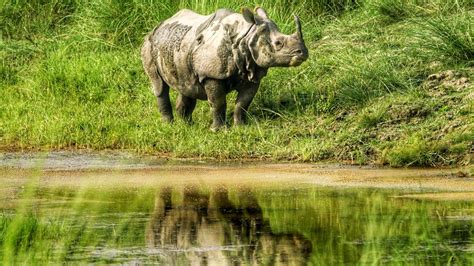 One-Horned Rhino Tour in Nepal - Tiger Encounter