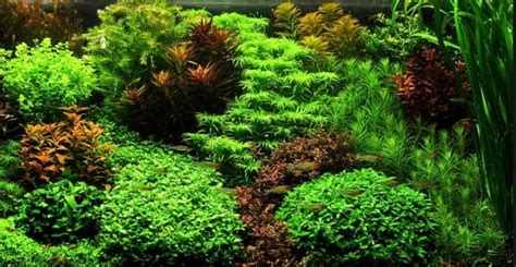 15 Jenis Tanaman Aquascape - Tanpa CO2, Anubias, Merah & Di Air