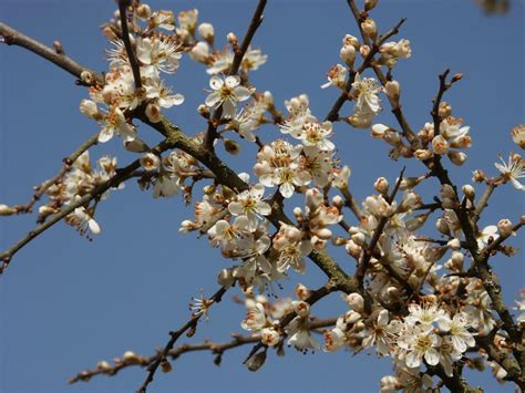 Trees Planet: Prunus spinosa - Blackthorn - Sloe