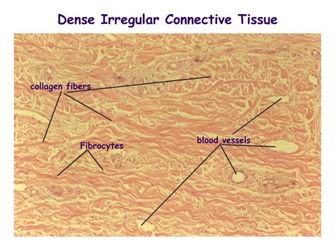 Reticular Connective Tissue Labeled