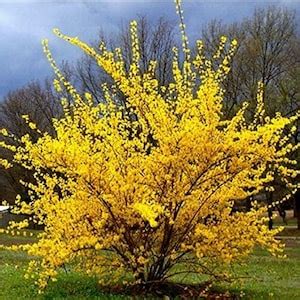 20 Weeping Forsythia Seeds, Bonsai, Forsythia Suspensa, Yellow Flowering Trees FO0120R - Etsy