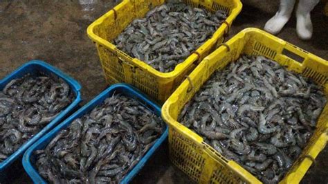 "Fish Hunting" di Pasar Ikan Muara Angke, Jakarta Utara oleh Femmy Jaco ...