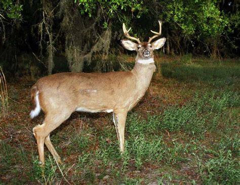 The weirdest Texas game warden stories of 2019