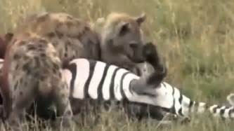 Best Hyenas Attack Zebra © Big Animal Attack 2016 - YouTube