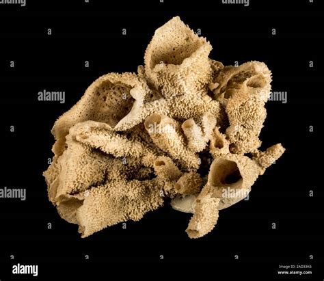 Dry marine demosponge specimen from Natural History Museum collection: 2014. 9. 15. 2 Stock ...