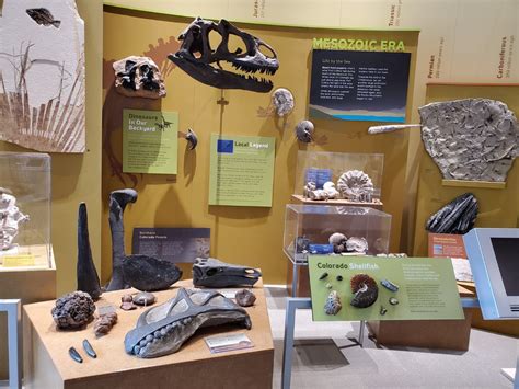 Fossils, Fossils Everywhere! - Fort Collins Museum of Discovery