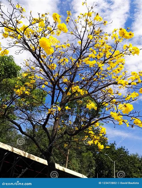 Tabebuia Chrysantha, Named Araguaney, Ipe, Guayacan. Bloom Yellow Flower Tree. Stock Photography ...