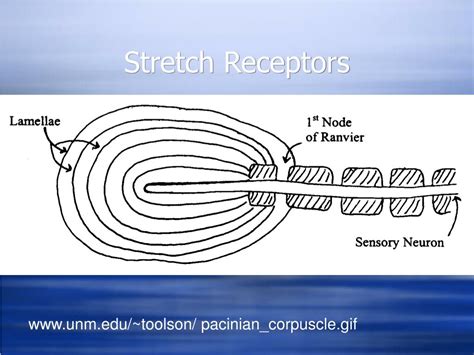 PPT - Sodium Channels and Nonselective Cation Channels PowerPoint Presentation - ID:1079937