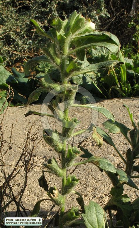 Hyoscyamus albus (White Henbane) : MaltaWildPlants.com - the online ...