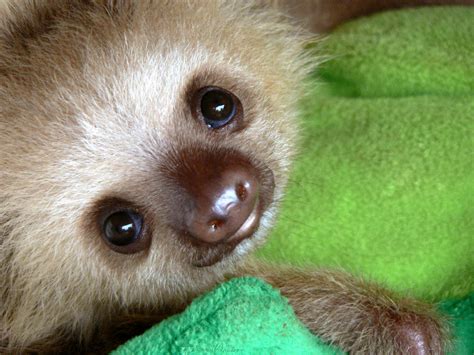 Weekly Dose of Cute: Baby Sloth – Observations of a Nerd