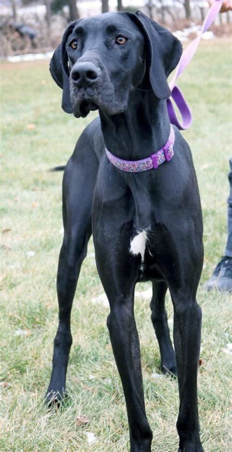 Hi, I'm Reida! | Black great dane puppy, Great dane puppy, Great dane mix