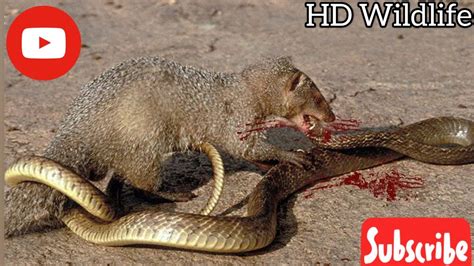 Terrifying! Mongoose Vs Cobra - Mongoose Attacks Snake - Cobra Fights With Mongoose | HD ...