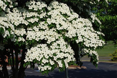 Chinese (Kousa) Dogwood | What Grows There :: Hugh Conlon, Horticulturalist, Garden Advisor, and ...