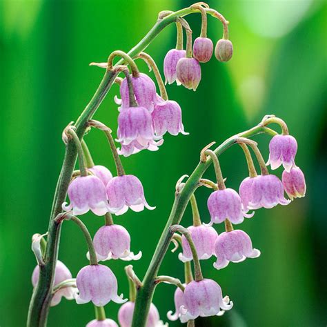 Buy Pink Lily Of The Valley | Shade Perennials | Breck's