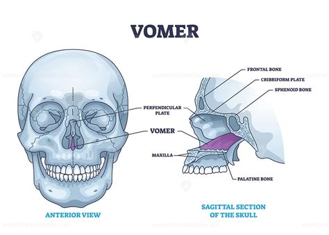 Vomer bone with facial skeleton and frontal nasal cavity outline diagram - VectorMine