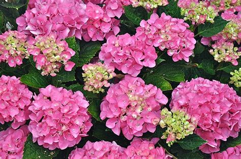 Dwarf Forever Pink Hydrangea Beautiful plants | Etsy | Pink hydrangea, Hydrangea, Big leaf hydrangea