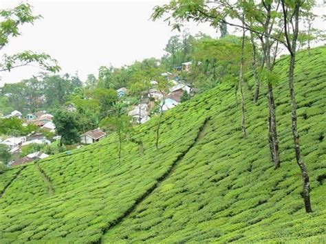 Georgious Places In India: Darjeeling Tea Gardens