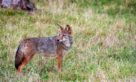 Coyotes in the Texas Hill Country: Are They Dangerous to Humans?