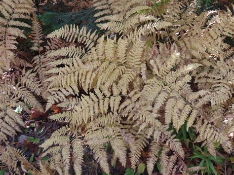 Common Bracken - Pteridium Aquilinum: Edible & Medicinal Uses of the Sunny Fern of Wild Plants ...