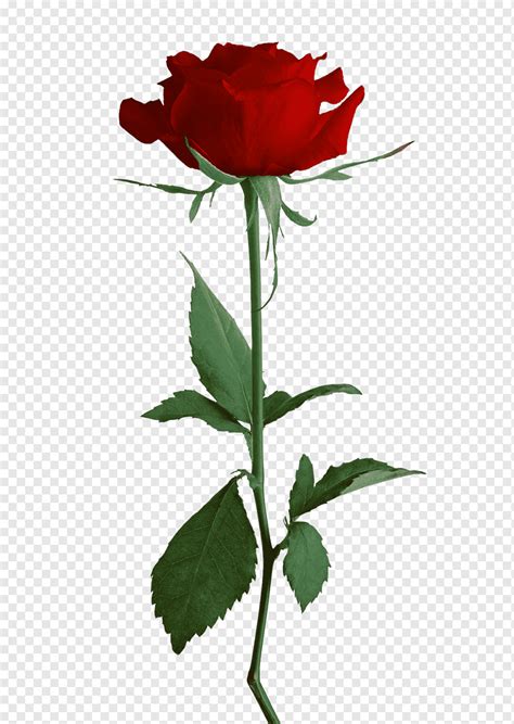 Rose, rosa, plant Stem, flower, rose Order png | PNGWing