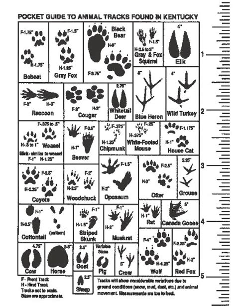 Animal Paw Print Identification