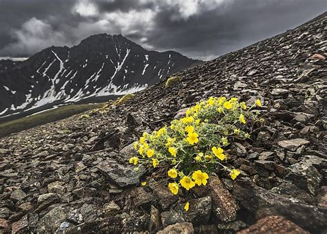 Kluane National Park - WorldAtlas