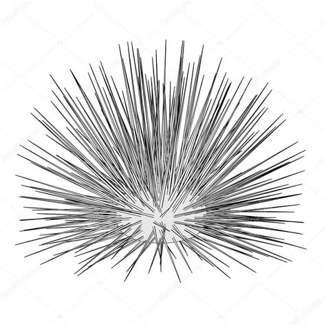 Sea Urchin Drawing at GetDrawings | Free download