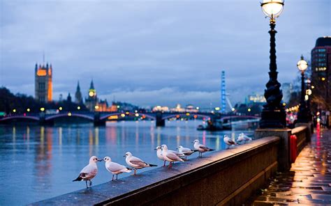 Lights birds london bridges london eye seagulls street lights rivers river thames cities ...