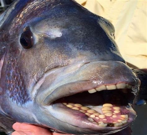 These Fish With Human Teeth Are Freaking Out People By The Second