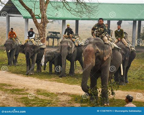 Elephant Ride at Pobitora Wildlife Sanctuary , Assam India Editorial ...